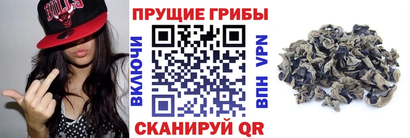 закладка  Невель  Псилоцибиновые грибы ЛСД 